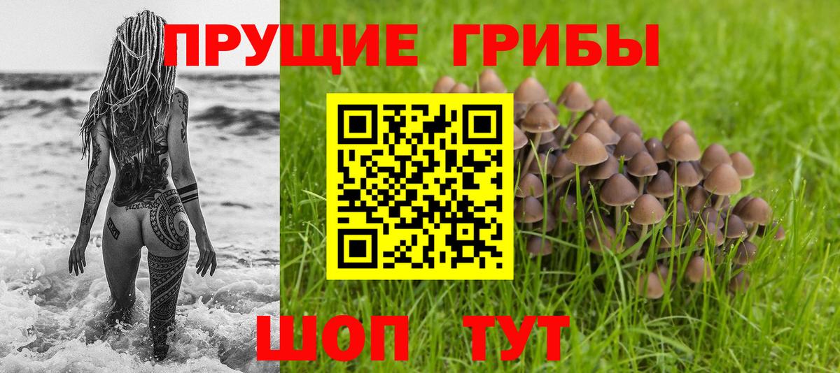 Гай  Псилоцибиновые грибы прущие грибы  закладка  Вход с VPN  Псилоцибиновые грибы Psilocybine cubensis 
